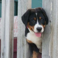 Greater Swiss Mountain Dog breed minepuppy
